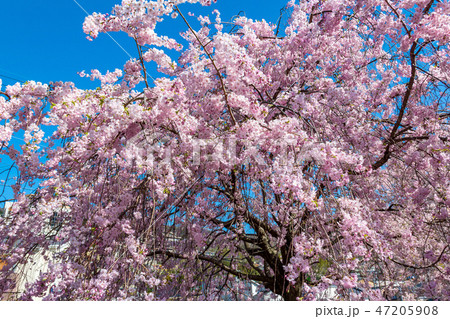 しだれ桜 東大阪の公園 しだれ桜 東大阪の公園 47205908
