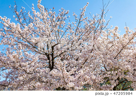 青空と満開の桜 青空と満開の桜 47205984