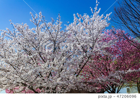 桜の咲き乱れ・青空 桜の咲き乱れ・青空 47206096