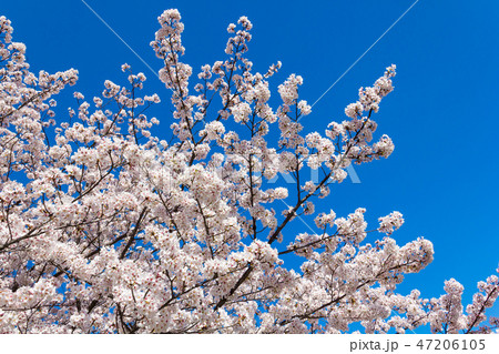 公園の桜 東大阪石切 47206105