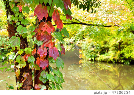 金沢散歩：尾山神社　神苑 47206254