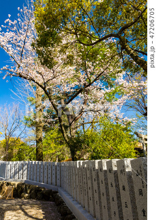 石切神社の桜 47206705
