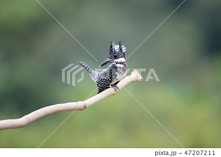 Adult male Crested kingfisher 47207211