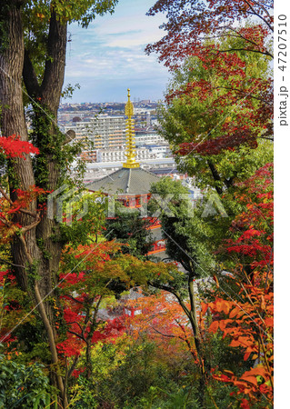 【東京都】もみじまつりの高幡不動尊・関東三大不動・高幡山明王院金剛寺 47207510