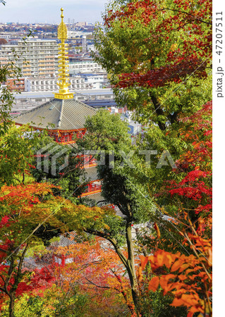 【東京都】もみじまつりの高幡不動尊・関東三大不動・高幡山明王院金剛寺 47207511