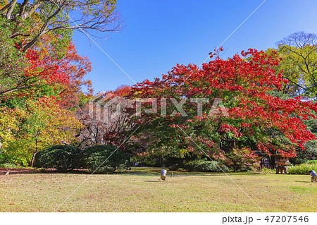 東京都 秋の都立庭園 特別名勝 六義園 紅葉の楓の木の写真素材
