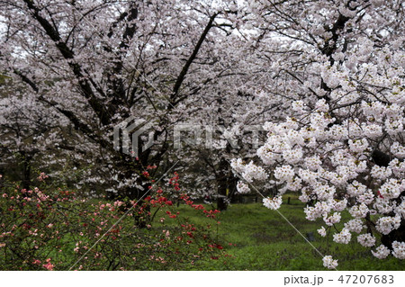 京都府立植物園の桜 47207683