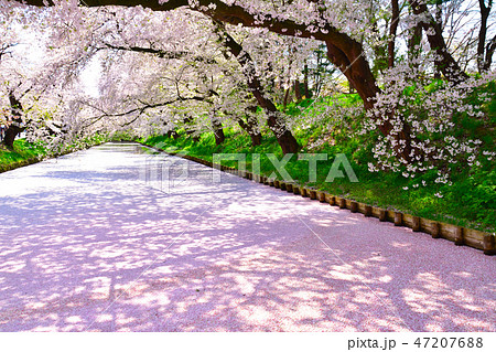 桜景 弘前公園 桜景 弘前公園 47207688