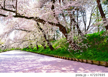 桜景　弘前公園 47207695