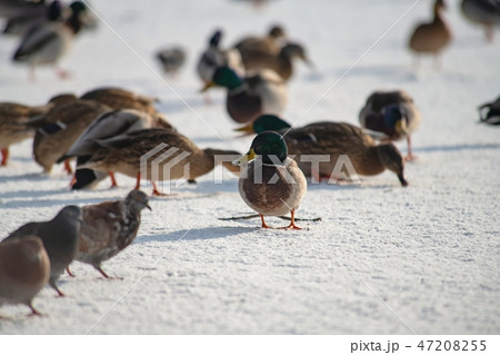 Wild duck mallard white snow winter eating Wild duck mallard white snow winter eating 47208255