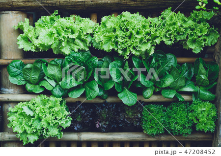 Background leaf Vegetable green fresh Background leaf Vegetable green fresh 47208452