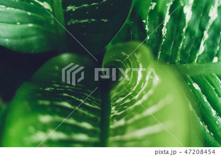 Background leaf Vegetable green fresh Background leaf Vegetable green fresh 47208454