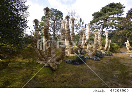 桂離宮 蘇鉄山 桂離宮 蘇鉄山 47208909