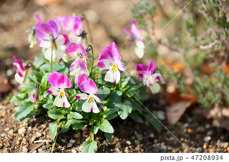 ビオラの花 47208934