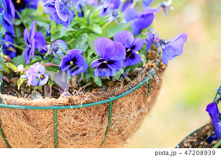 ビオラの花 ビオラの花 47208939
