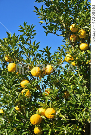 益子散歩：ナツミカン　ミカン科 47208963