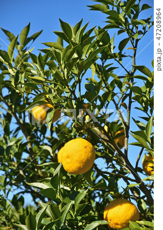 益子散歩：ナツミカン　ミカン科 47208964