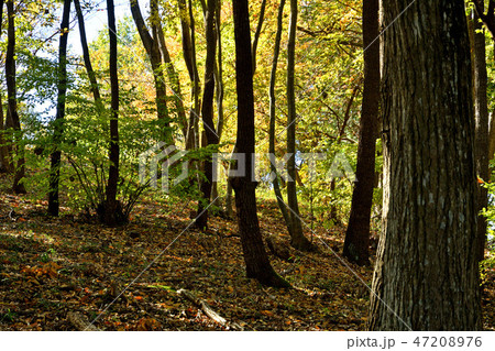 益子散歩：里山 47208976