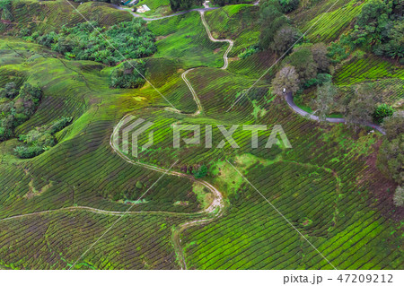 Drone view of Tea plantation in Cameron highlands Drone view of Tea plantation in Cameron highlands 47209212
