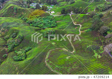 Drone view of Tea plantation in Cameron highlands Drone view of Tea plantation in Cameron highlands 47209214