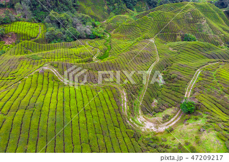 Drone view of Tea plantation in Cameron highlands Drone view of Tea plantation in Cameron highlands 47209217