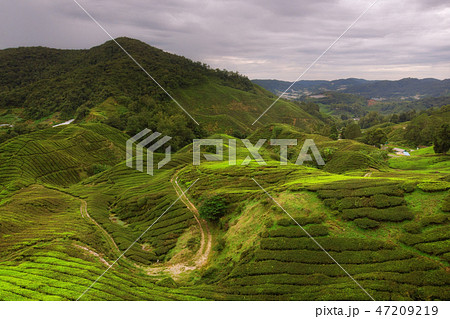 Drone view of Tea plantation in Cameron highlands 47209219