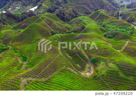 Drone view of Tea plantation in Cameron highlands 47209220