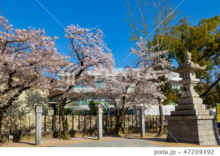 石灯篭と八重桜 石灯篭と八重桜 47209392