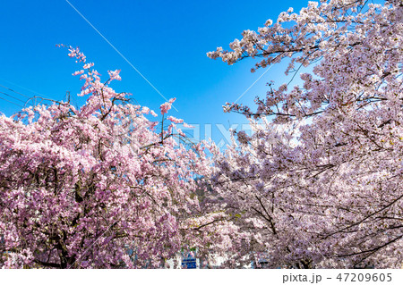 公園の桜・満開 公園の桜・満開 47209605
