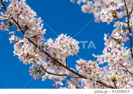 桜の接写 桜の接写 47209657
