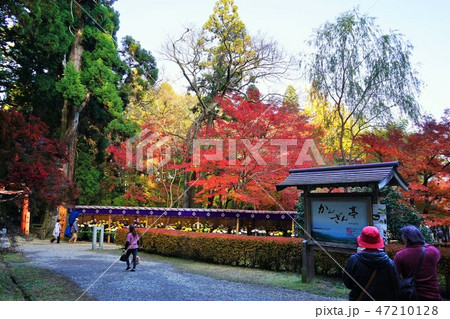 平泉中尊寺は紅葉シーズン 平泉中尊寺は紅葉シーズン 47210128