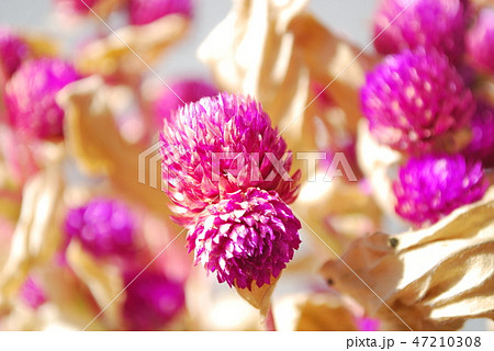 千日紅のドライ 47210308