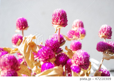 千日紅のドライ 47210309