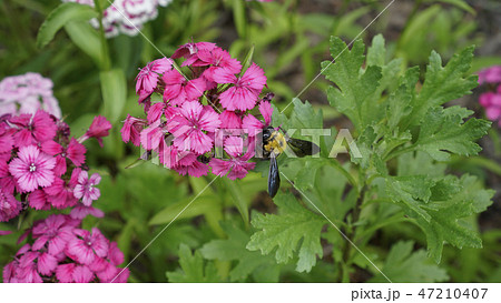 開花 野生の花 春 47210407