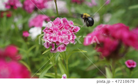花 ナデシコ ミツバチ 47210679