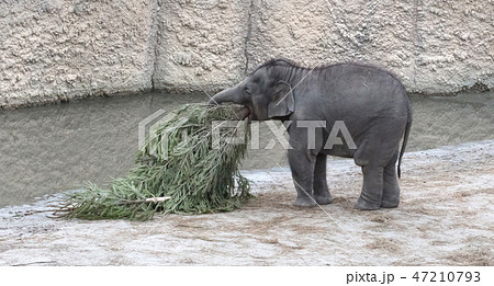 Baby bull elephant with christmas tree Baby bull elephant with christmas tree 47210793