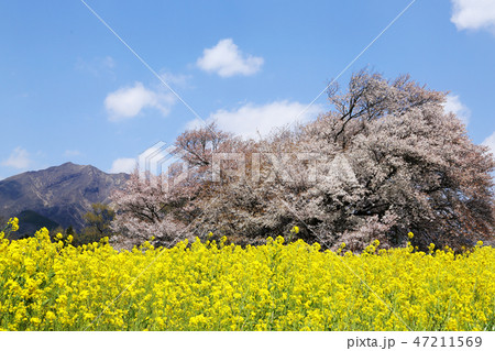 熊本一心行の大桜 熊本一心行の大桜 47211569