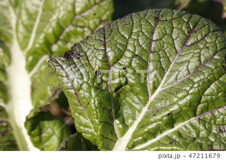 冬の高菜畑 虫食いの穴がある有機栽培の高菜の葉の写真素材