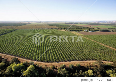 ナパバレーの気球 47211681