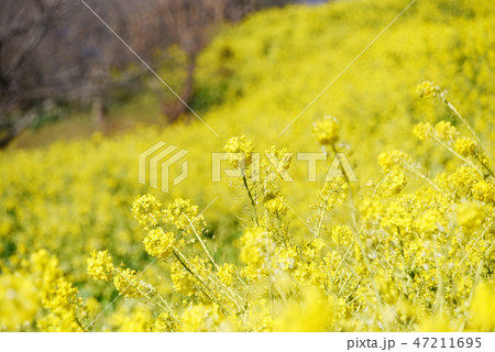 菜の花　 47211695