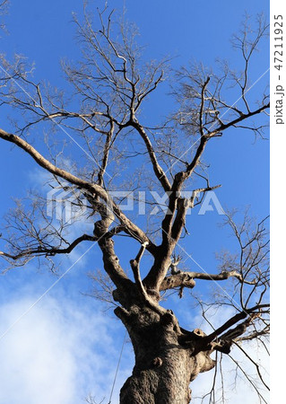冬の:椋の木:大阪府指定、天然記念物。枚方市 冬の:椋の木:大阪府指定、天然記念物。枚方市 47211925