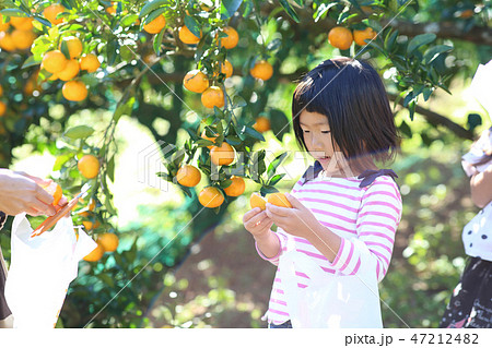 みかん狩り 47212482