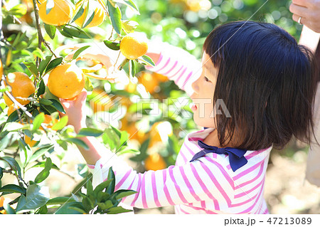 みかん狩り 47213089
