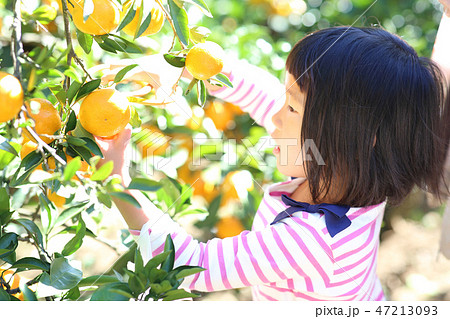 みかん狩り 47213093