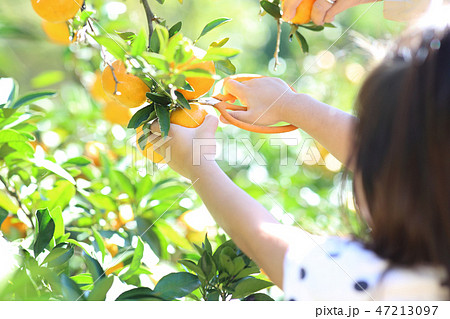 みかん狩り みかん狩り 47213097