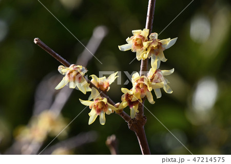 ロウバイ 47214575