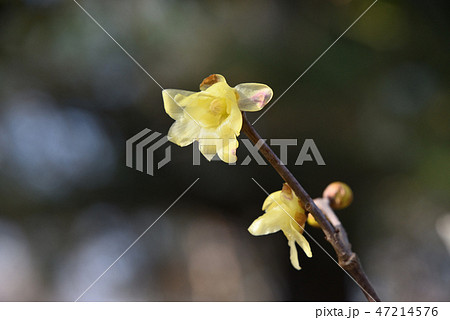 ソシンロウバイ 47214576