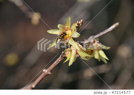 ロウバイ　ナミホシヒラタアブ 47214577