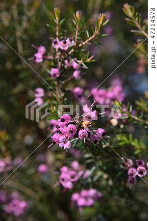 ジャノメエリカ ジャノメエリカ 47214578