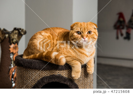 Scottish Fold red cat in cat house Scottish Fold red cat in cat house 47215608